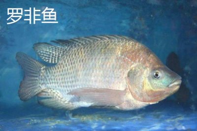 7号伊豆钩适合钓多大的鱼,最大拉力值可达到5千克