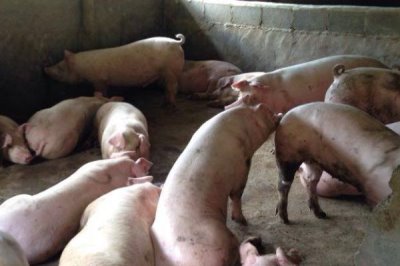 秋季养猪注意事项,猪圈的保暖很重要