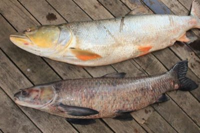 钓鳡鱼的技巧，一般用泥鳅、白条等作为饵料