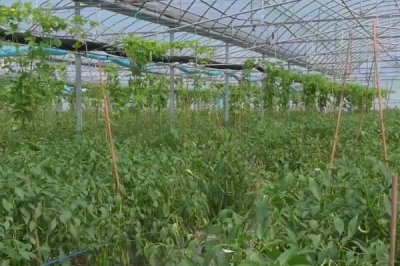 高温高湿天气怎么管理蔬菜，要根据蔬菜的习性保持适温