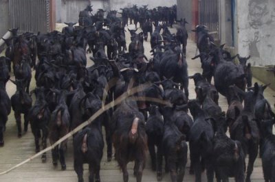 黑山羊怎么养殖,需挑选具有较抗病和适应能力的品种