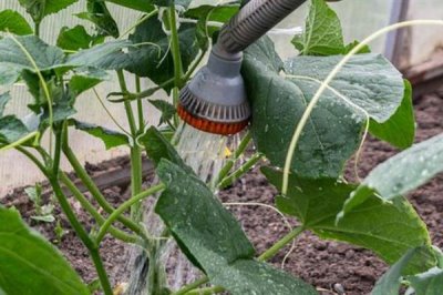 黄瓜霜霉病防治方法，首先要施足底肥