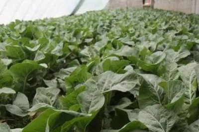 大棚蔬菜弱光症的避免措施,尽量地改善棚内光照条件