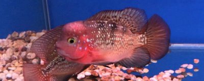 罗汉鱼的养殖技术,中性或稍弱酸性的水质为佳