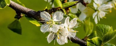 李子花的花语，寓意清纯质朴、小巧可爱等