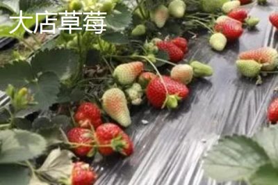山东临沂市的特色水果，包括蒙阴蜜桃、大店草莓、蒙阴苹果等品种