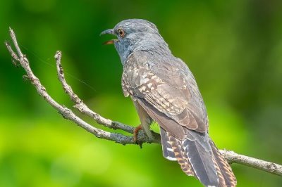杜鹃鸟如何在其它鸟类的窝中下蛋,将其它鸟类赶走后会直接进窝产蛋
