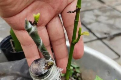 怎么挑选海大3号菠萝蜜苗，最适合种植的苗龄约为3-6个月