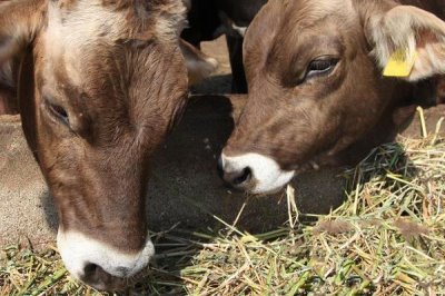 养牛如何节省饲料，可将草料进行加工或配合饲料