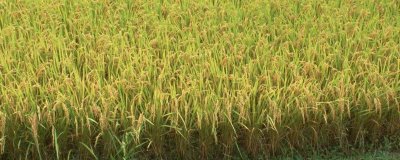 千乡优523水稻品种简介,综合防治病虫害