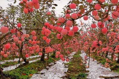 杨梅保花保果的方法,盛花期可喷施赤霉素