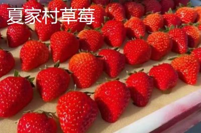 辽宁省丹东市的特色水果，夏家村草莓达到无公害绿色食品标准