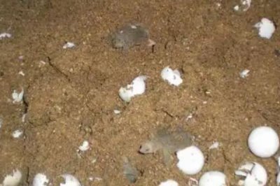 甲鱼蛋怎么孵化,一种是自然孵化另一种是人工孵化