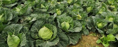 哪些作物适合在7月份种植，包括甘蓝、番茄、辣椒等蔬菜