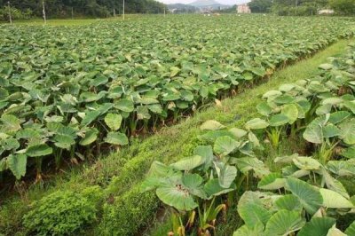 芋头的种植时间,一般在3月上中旬种植