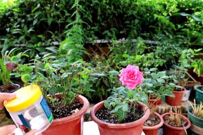 玫瑰花怎么种植，盆土要求疏松透气、排水良好