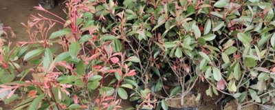 红叶石楠的栽培技术,生长环境确保好一定的湿润度