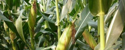 申科糯602玉米种子特征特性，后期重点防治玉米螟的危害