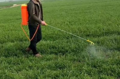 春季小麦如何注意水肥,低产麦田可追施单一氮肥