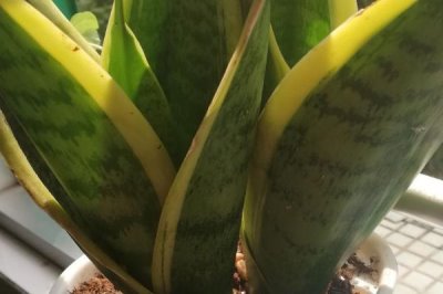 金边虎尾兰怎么养,养殖期间让它时常接触阳光