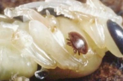 意蜂除螨用什么药,可用触杀剂、熏烟剂和熏蒸剂