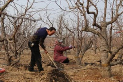 枣树怎么施肥,应根据生长时期确定肥料类型