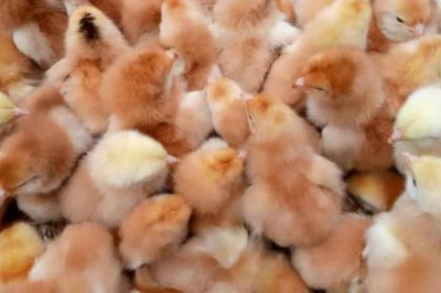 土鸡的散养要点,一定要选择好一点的鸡苗