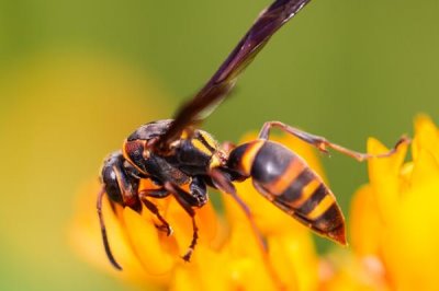 马蜂报复的原理,依靠信息素标记入侵者并引导蜂群攻击