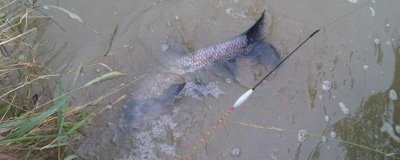 青鱼的钓法,最佳时间是每年4-6月和8-11月