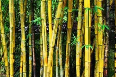 外直中通襟怀若谷是哪种植物，形容的是竹子