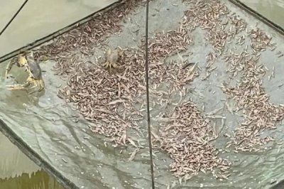 石蛙苗的养殖方法，每天上午、下午均投喂一次