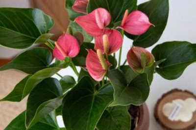 粉掌的叶片为什么发黄以及如何处理,可能是水分过多、光照不足等因素所导致