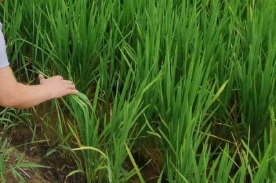 育龙62水稻种子特点，该品种主茎11片叶
