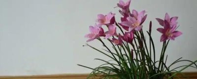 韭菜莲不开花的原因及解决方法，缺乏光照或者肥水不足均会导致