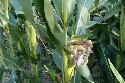 玉米丝黑穗病介绍,雄性花器变形是典型症状