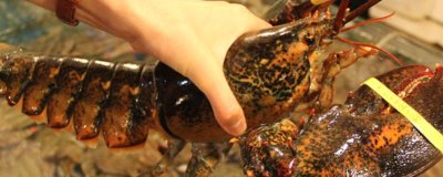 澳洲龙虾养殖技术要点,饵料可以采用人工配比的方法