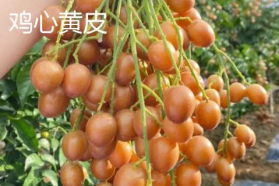 黄皮果品种介绍,这4种非常受欢迎
