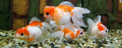 金鱼可以喂什么食物，动物性、植物性和合成饲料都可投喂