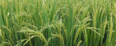 垦乐1水稻种子介绍,该品种主茎12片叶