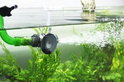 鱼缸不打氧气鱼会不会死,鱼不一定会死