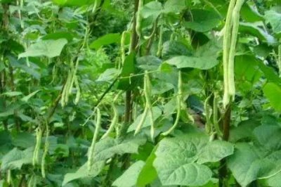 无架四季豆的种植季节,一般为2-4月份、8-9月份