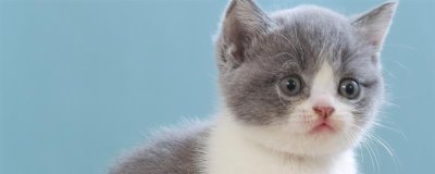 提倡在室内养猫的原因,可以避免交通事故和感染传染病等