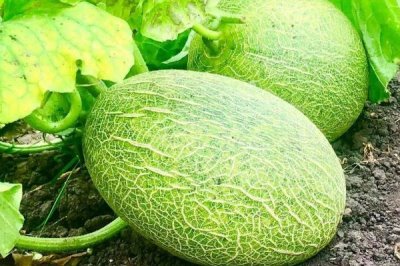 哈密瓜增产方法,整蔓摘心有助于促花保果、提高产量