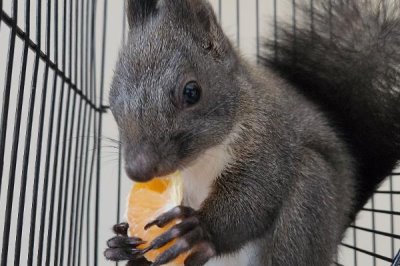 怎么养魔王松鼠,不宜食用肉蛋类食物