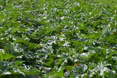 如何防治西葫芦尖嘴瓜,要减少化肥施用量且增施有机肥