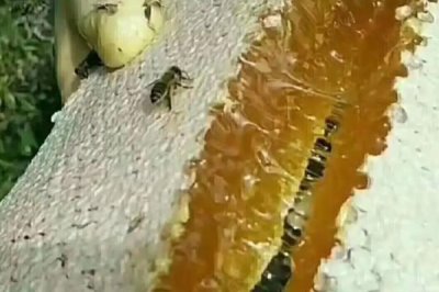 正宗蜂蜜的价格，一斤土蜂蜜需要100-300元左右