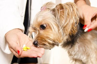 狗得了结石怎么办，结石较小且症状不严重可选择药物治疗