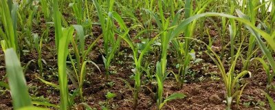 甜象草的育苗方式，南方可在全年任何时候育苗