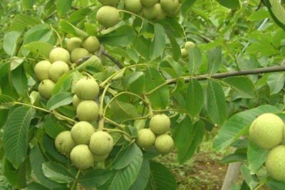 核桃树几年才能结果,实生苗需要5-10年