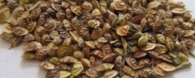 红豆草种子怎么挑选，最好是当年的新种